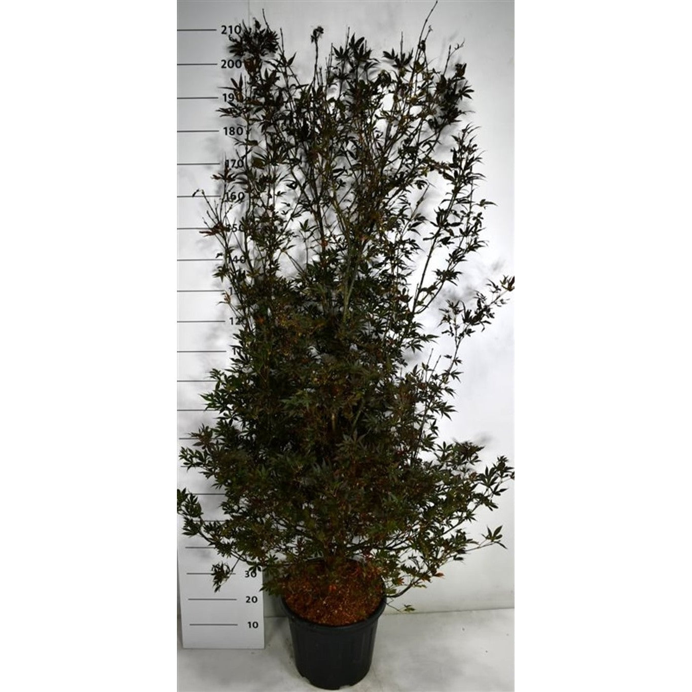 Japansk lönn – Acer palmatum 'Skeeter's Broom' - C35 150-175 cm.